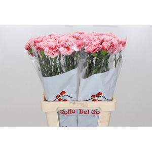 Dianthus St Misaki