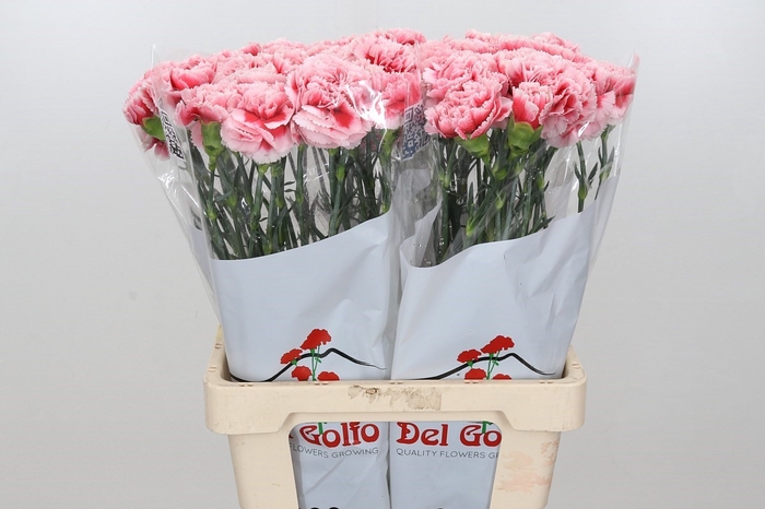 Dianthus St Misaki