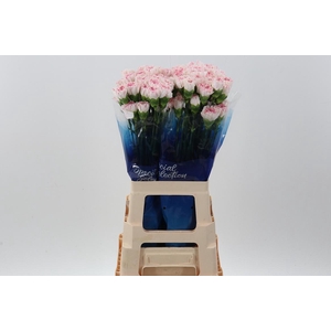 Di St Yukari cherry hi