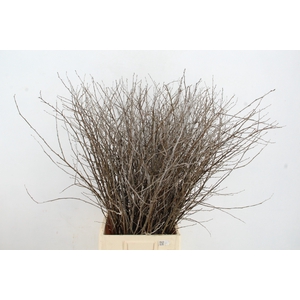 CORNUS ALBA ABEEL SPRAY 100CM