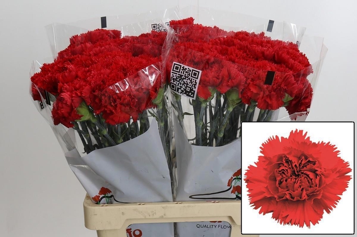 <h4>DI ST ARONA</h4>