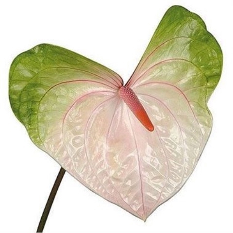 <h4>Anthurium Acura</h4>