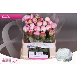 Paeonia Gardenia | Heavy Quality