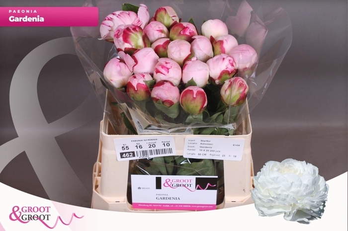 <h4>Paeonia Gardenia | Heavy Quality</h4>