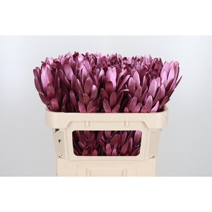 Leucod Kl Bh Metallic Rose