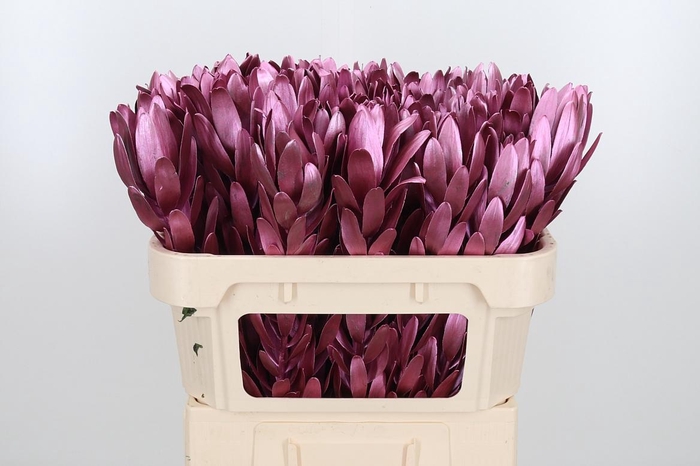 <h4>Leucod Kl Bh Metallic Rose</h4>