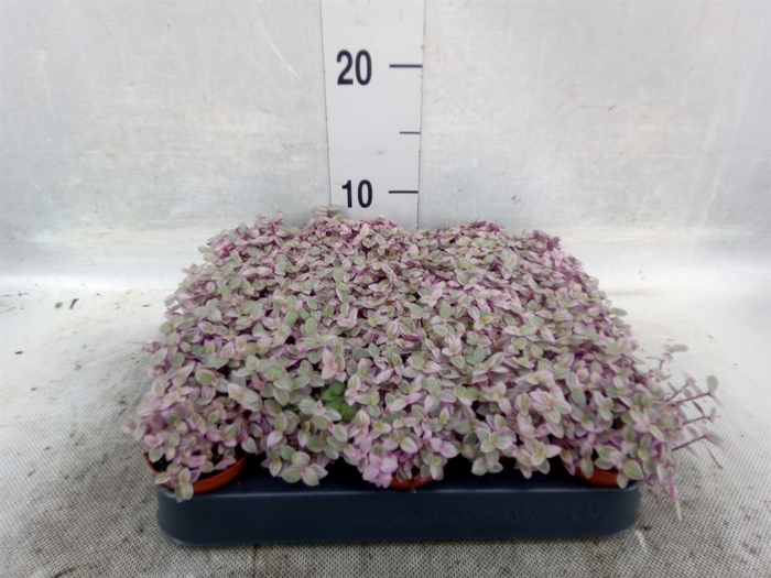 <h4>Callisia repens 'Rosato'</h4>