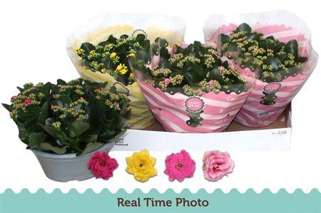 <h4>Kal Ge Gem 4 Kl</h4>