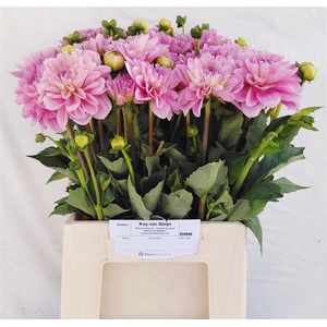 Dahlia Pinky Heart