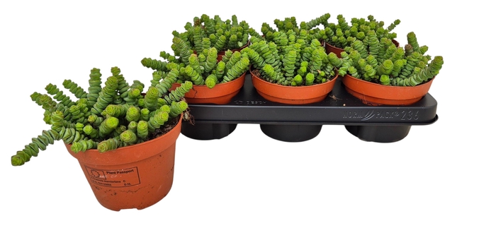 <h4>CRASS MARNIERIANA</h4>