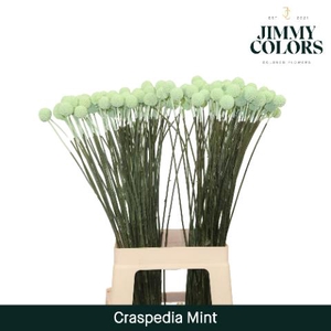 Craspedia L70 Mint Groen