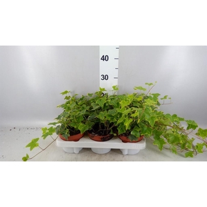 Hedera helix 'Goldchild'