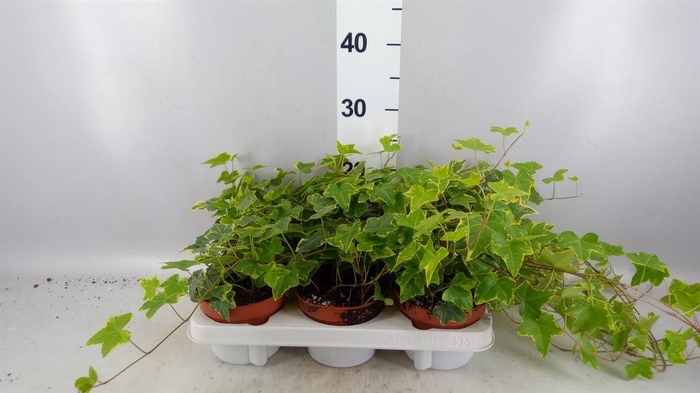 <h4>Hedera helix 'Goldchild'</h4>