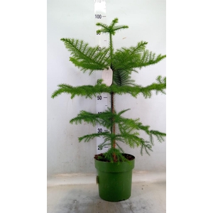 Araucaria heterophylla