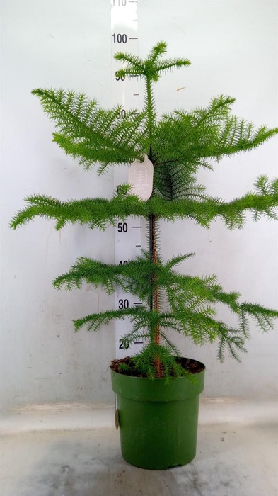 <h4>Araucaria heterophylla</h4>