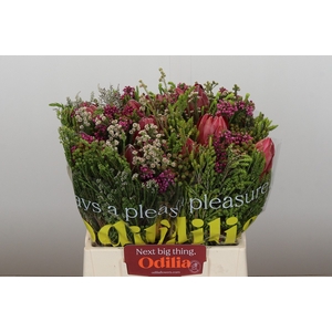 BQ Protea 3 Flowers
