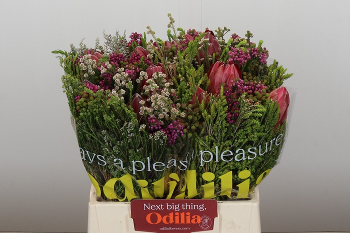 <h4>BQ Protea 3 Flowers</h4>