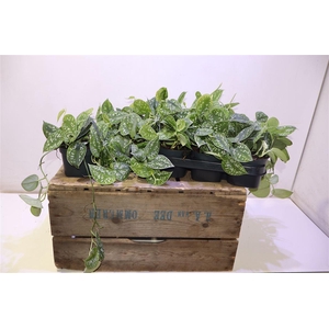 arr8 Scind Pict Argyraeus