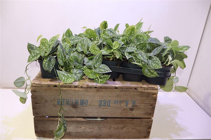 <h4>arr8 Scind Pict Argyraeus</h4>