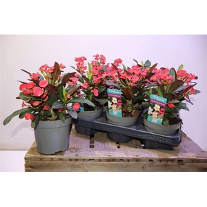 Euphor Mi Maxi Olymp