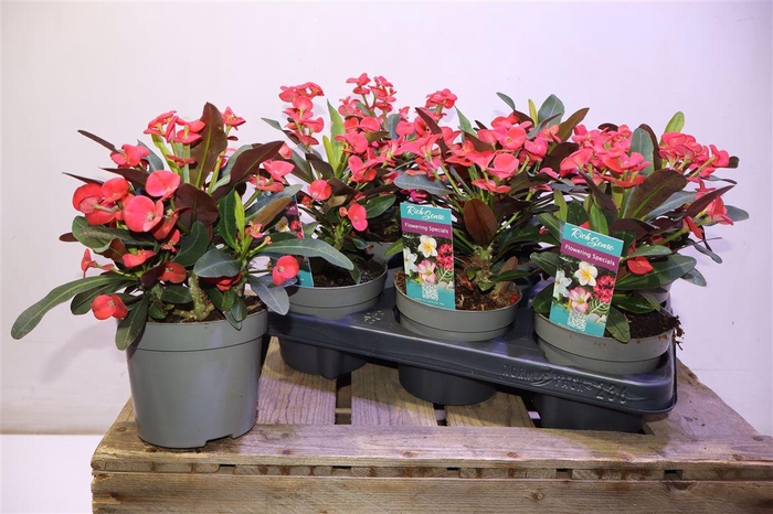 <h4>Euphor Mi Maxi Olymp</h4>