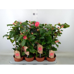 Camellia japonica 'Dr King'