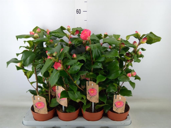 <h4>Camellia japonica 'Dr King'</h4>