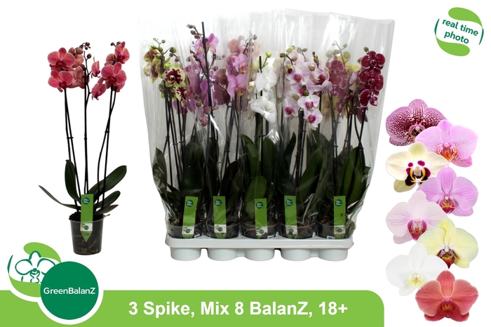 <h4>PHAL GEM 8 KL</h4>