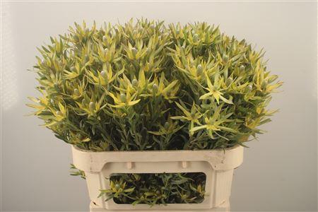 <h4>Leucad Pizza</h4>