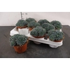 Echeveria 11 Cm. P. Rundelli + Knop