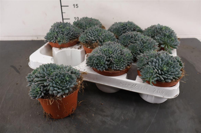 Echeveria 11 Cm. P. Rundelli + Knop