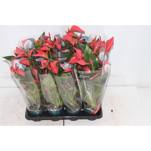 ANTHURIUM TRILLIONS RED P06