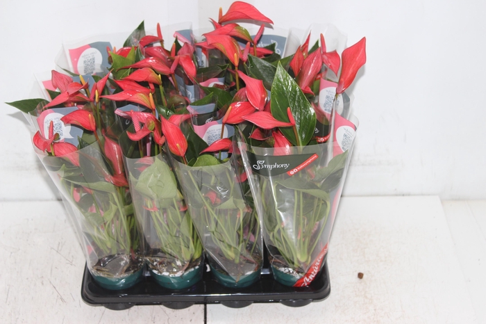 <h4>ANTHURIUM TRILLIONS RED P06</h4>