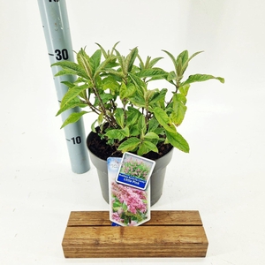 Buddleja Butterfly Candy Little Pin