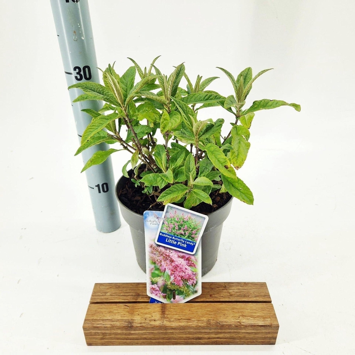 Buddleja Butterfly Candy Little Pin