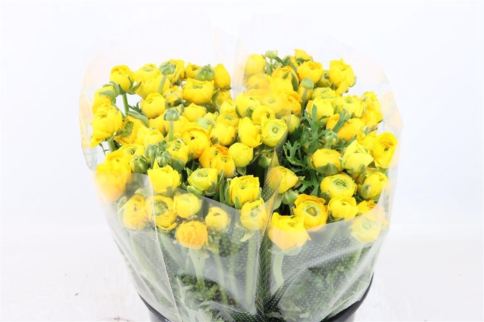 <h4>Ran Amandine Yellow</h4>