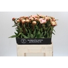 Paeonia Florence Nicholls
