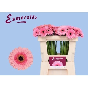 GERBERA MI 'PETTICOAT'