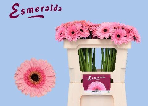 <h4>GERBERA MI 'PETTICOAT'</h4>