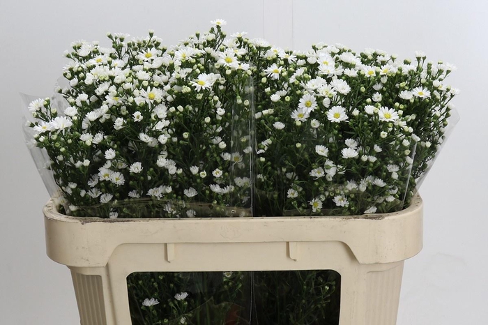 <h4>AST PAQUITA</h4>