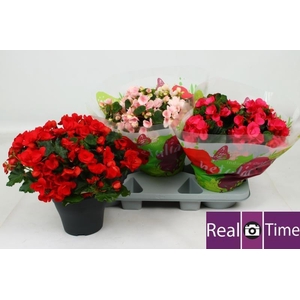 BEG EN BETULIA GEM