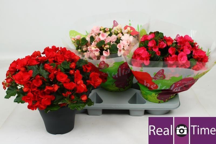 <h4>BEG EN BETULIA GEM</h4>