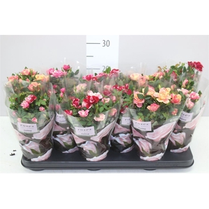 Rosa Victory Gemengd