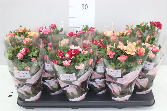 <h4>Rosa Victory Gemengd</h4>