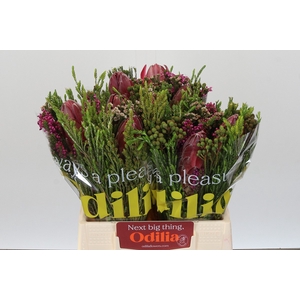 BQ Protea 3 Flowers