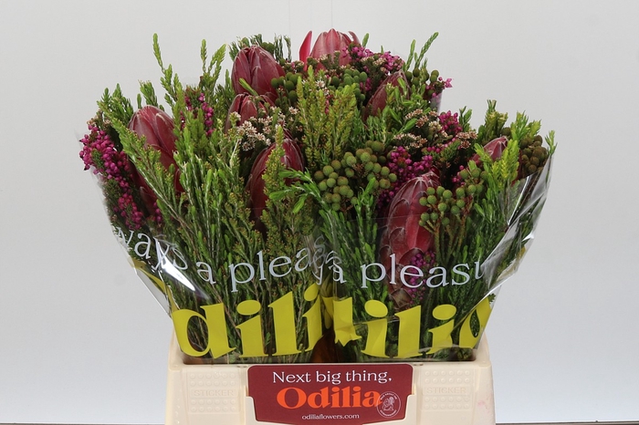 <h4>BQ Protea 3 Flowers</h4>