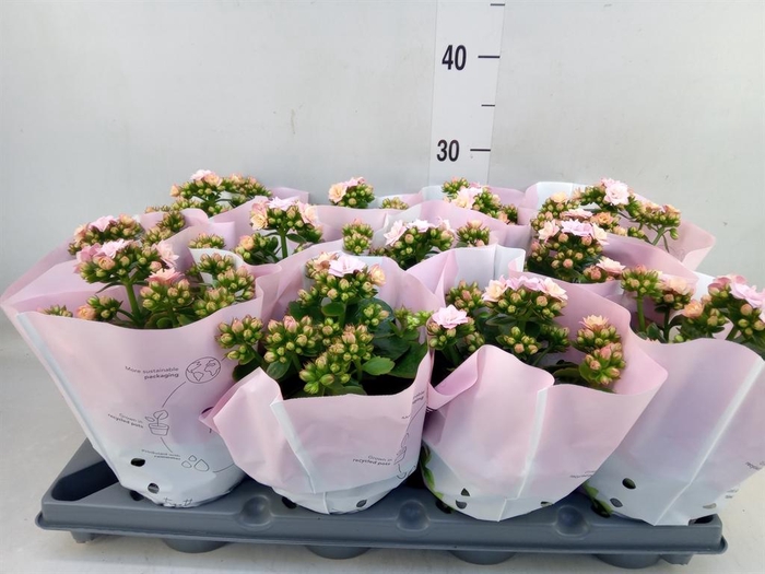 <h4>Kalanchoe   ...</h4>