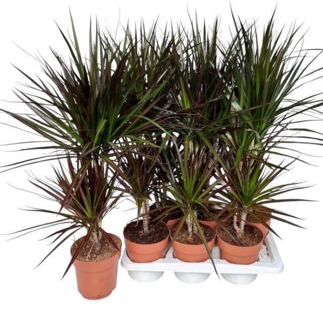 <h4>DRA MARG MAGENTA</h4>