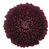 GE POMPONI BL PEARL