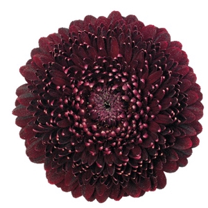 GE POMPONI BL PEARL